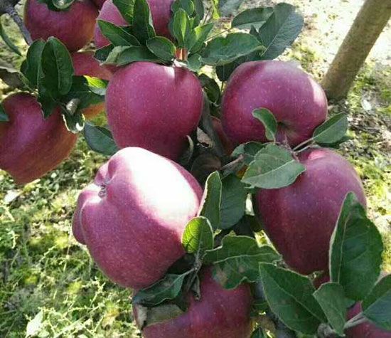 苹果树越冬养护技术_泰安市书豪苗木有限公司