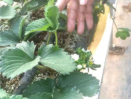 泰安草莓苗批发：章姬草莓的栽培注意事项
