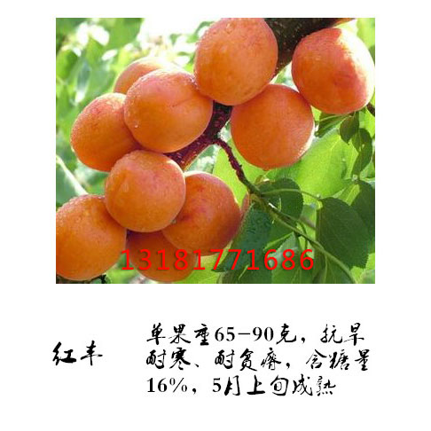 红丰杏