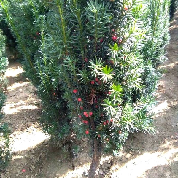 红豆杉树苗